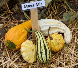 Maya Mix, Zierkuerbis, Kuerbis