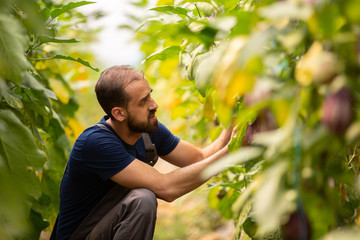 Worker studying an eggplant in a modern greenhouse