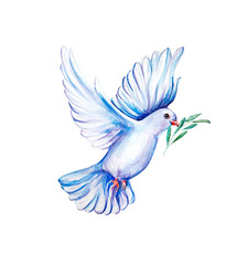 Obraz premium Peace bird, dove, art, water color drawing