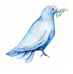 Peace bird, dove, art, water color drawing