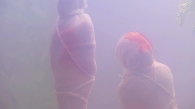 Two drowned bodies wrapped in cloth and tied to a stone at the bottom of the lake to hide traces of crime, close-up in troubled waters.Blood appeared on the tissue at the sites of injury