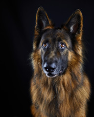Low Key Portrait von einem Altdeutschen Schäferhund