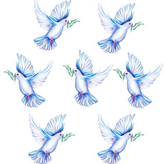 Peace bird, dove, art, water color drawing