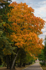 Naklejka premium Beautiful big tree with yellow autumn leaves in the city Park against the sky.