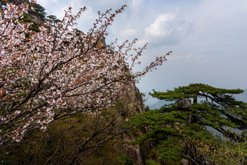 Pines and mountains of China