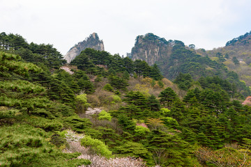 Pines and mountains of China