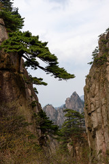 Pines and mountains of China