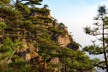 Pines and mountains of China
