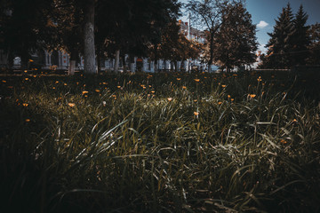 small yellow flowers in a green meadow