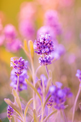 Fototapeta na wymiar Lavender Flowers, floral background, close-up.