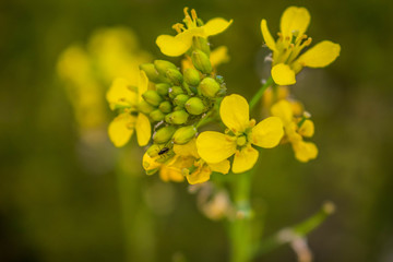 Obraz premium yellow flower