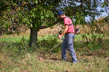 Farmer mowing in an walnut orchard