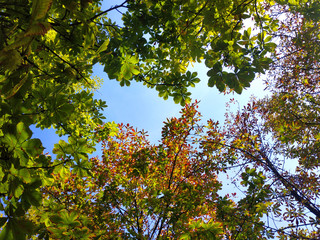 Autumn leaves of chestnuts against the blue sky. View from below.