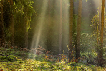 Fototapeta na wymiar jesienne mgły w lesie na Warmii
