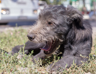 poor, black dog licks on the street in dol highway