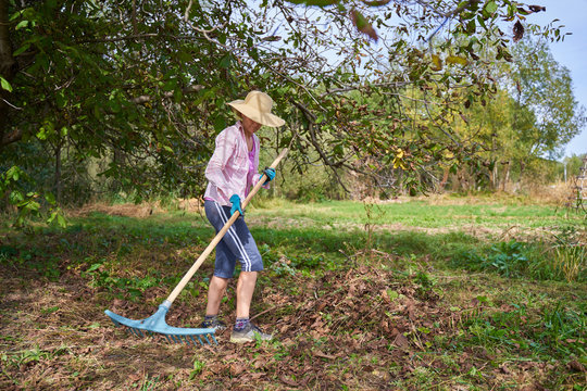Farmer raking below walnut trees