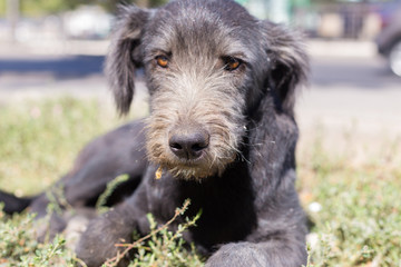 poor, black dog licks on the street in dol highway