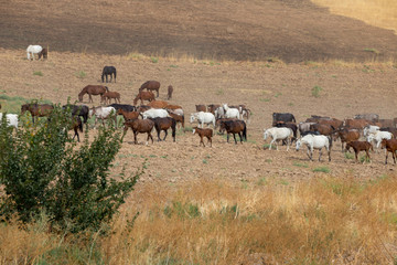 Naklejka na ściany i meble herds of horses in the meadow