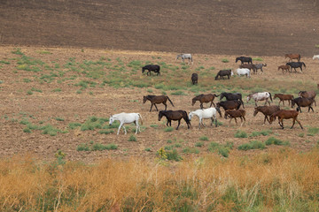 herds of horses in the meadow