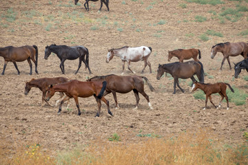 Naklejka na ściany i meble herds of horses in the meadow