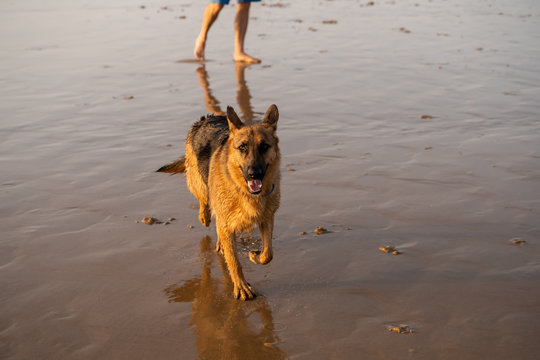 German shepherd dog running free off the leash on a friendly-dog beach at sunset.