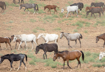 Obraz na płótnie Canvas herds of horses in the meadow