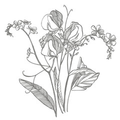 Branch of wild plant Forget-me-not and sweet peas. Vintage engraved illustration. Bouquet of hand drawn flowers and herbs. Botanical plant illustration