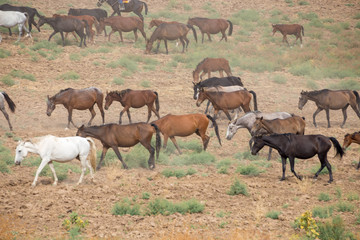 herds of horses in the meadow