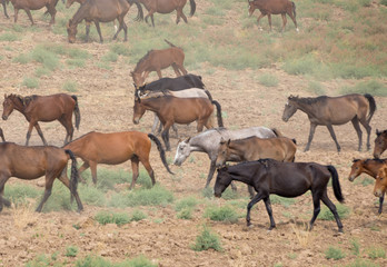 herds of horses in the meadow