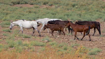 herds of horses in the meadow