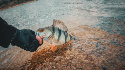 Perch closeup. Fishing on the principle 