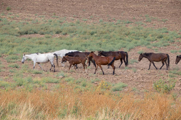 herds of horses in the meadow