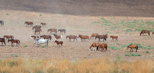 Fototapeta na wymiar herds of horses in the meadow