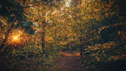 Path in the autumn forest.
