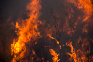 Dry grass burns in a field with smoke and fire.
