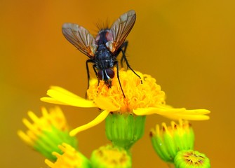 Rotgefleckte Raupenfliege -  Eriothrix rufomaculatus