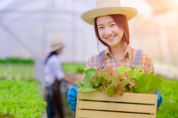 Young woman in takes care of Fresh vegetable Organic in wood style basket prepare serving harvest by a cute pretty girl in hydroponic farm, greenhouse.