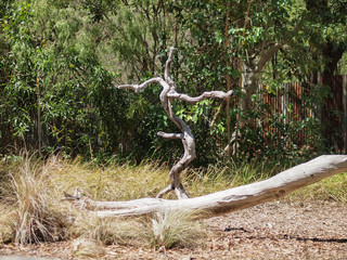 Wood bird stand