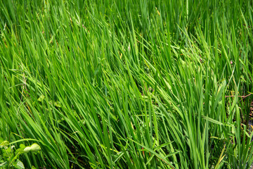 Obraz premium Green grass field closeup. Optimistic natural landscape photo. Summertime garden lawn detail. Green grassland texture