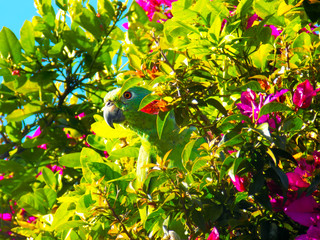 Green Parrot Hide & Seek