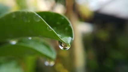 drops on leaf