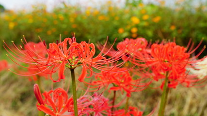 亀岡夢コスモス園