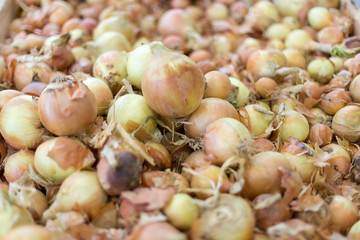 Fresh organic yellow onions at the supermarket