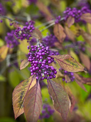 A large shrub Callicarpa bodinieri with Autumn berries growing in a country garden