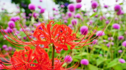 亀岡夢コスモス園