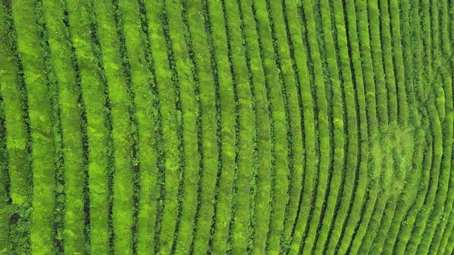 Boseong, South Korea 18 July 2019 Daehandawon. After rain 4K Aerial Drone Footage View of Daehandawon where is famous green tea plantation and bamboo forest..