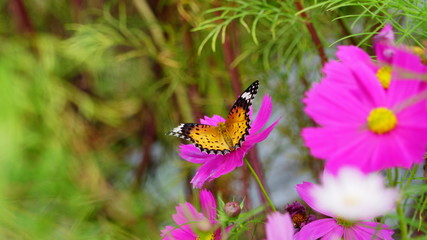 亀岡夢コスモス園