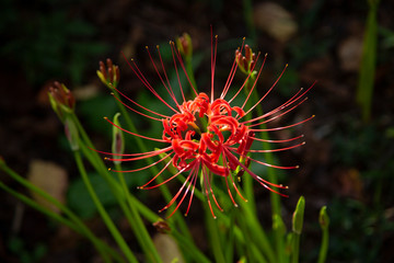 後方の彼岸花の蕾が開花するのも時間の問題