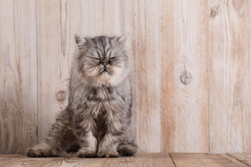 Naklejka na ściany i meble Cute persian grey kitten