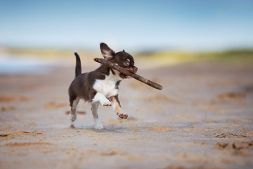 happy small chihuahua puppy running with a stick